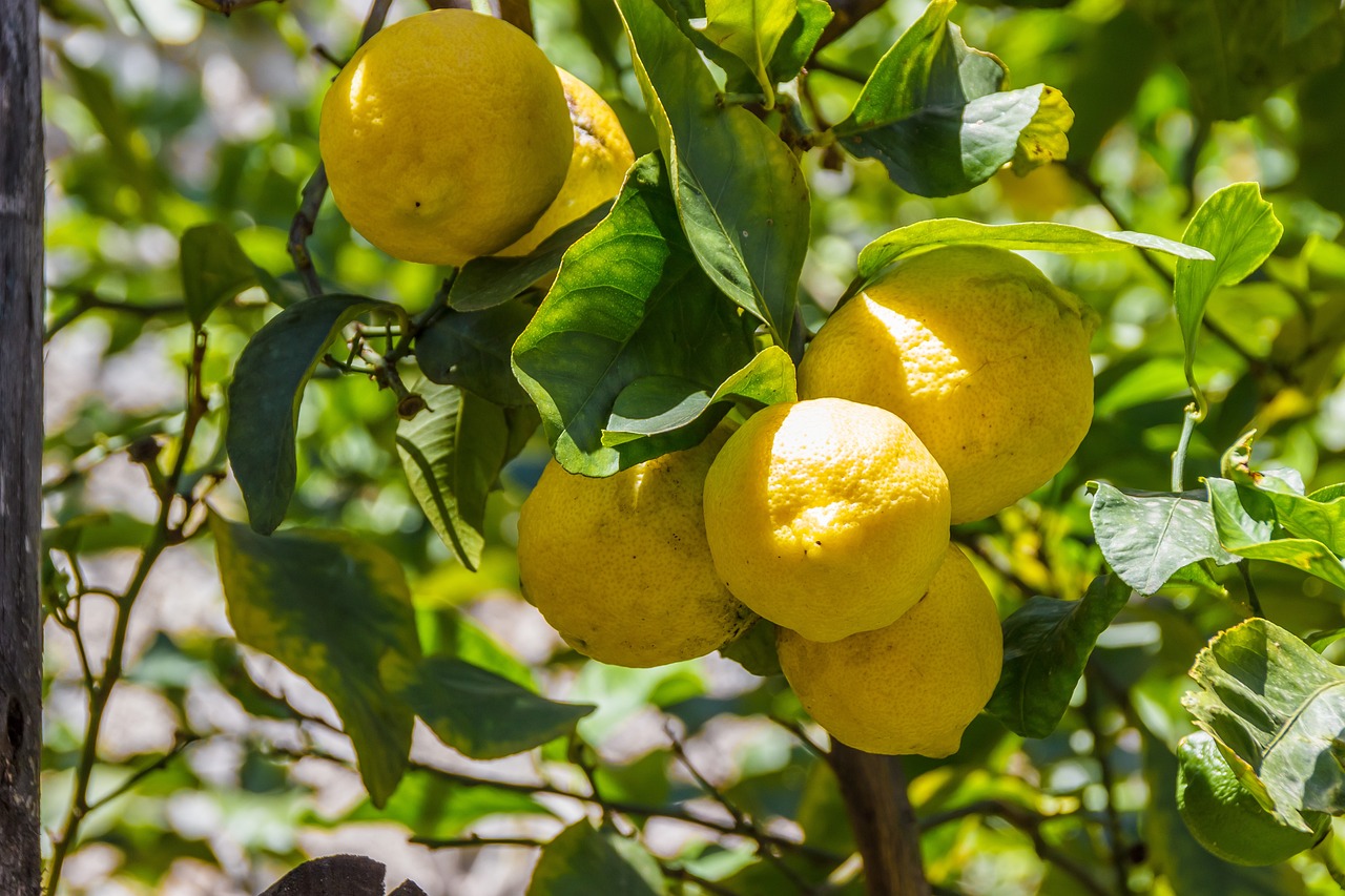 El Limonero Milagroso: ¡El Árbol que Da Limones Todo el Año!