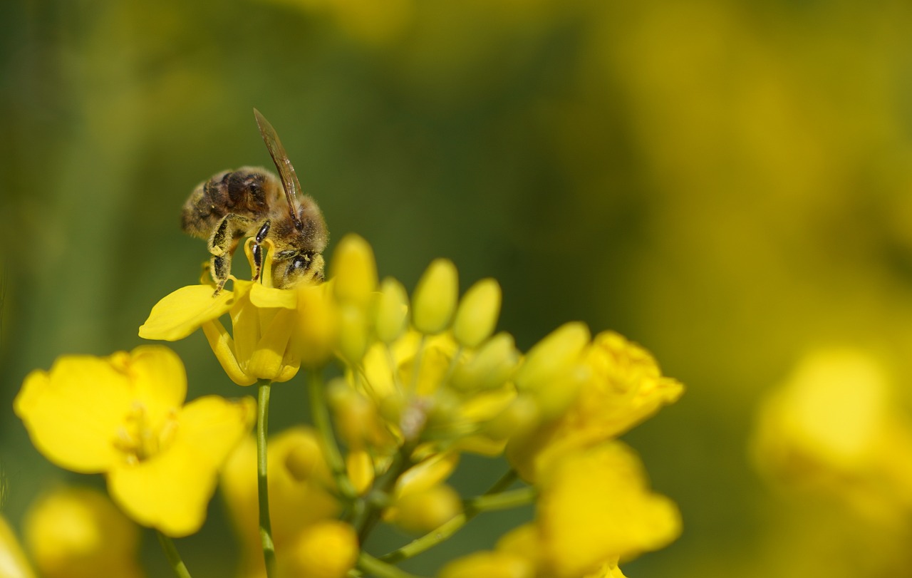 ¿Cómo elegir el mejor Abono para una Floración exitosa?