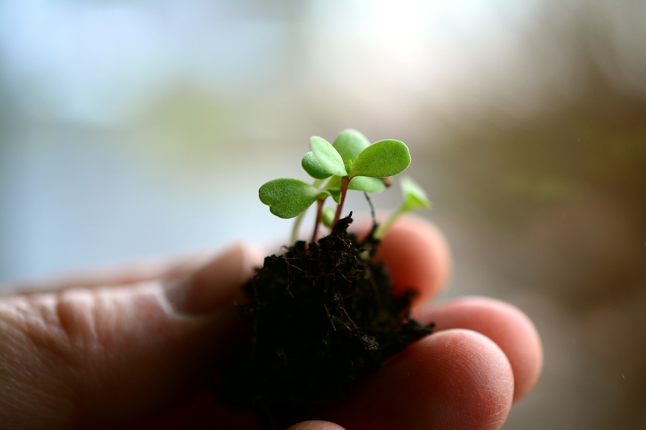 ¿Cómo sembrar semillas de petunias?