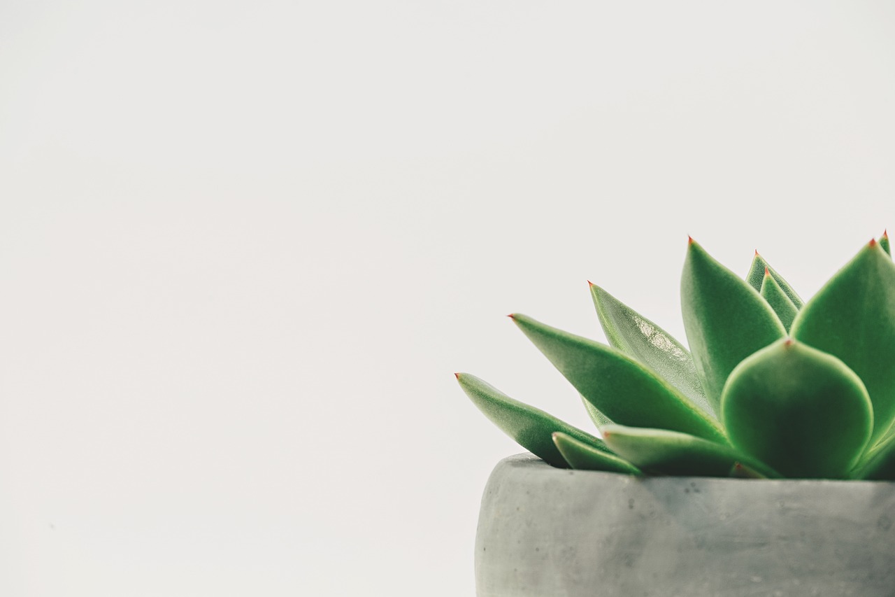 Consejos para Plantar Jacintos de Agua