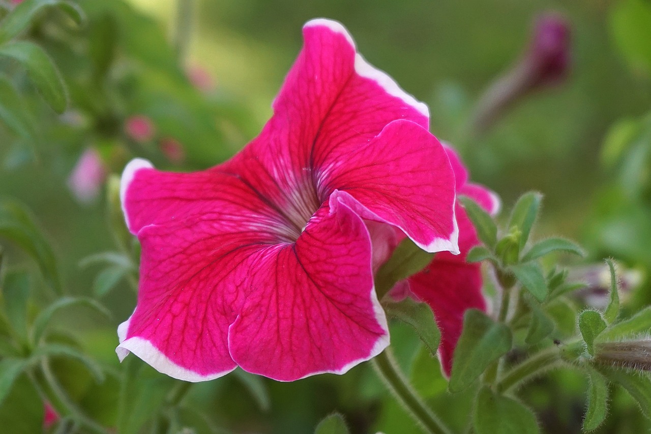 Consejos para recuperar una petunia seca