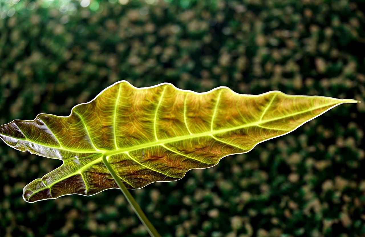 ¿Cuál es el Momento Perfecto para Ver la Alocasia Florecer?