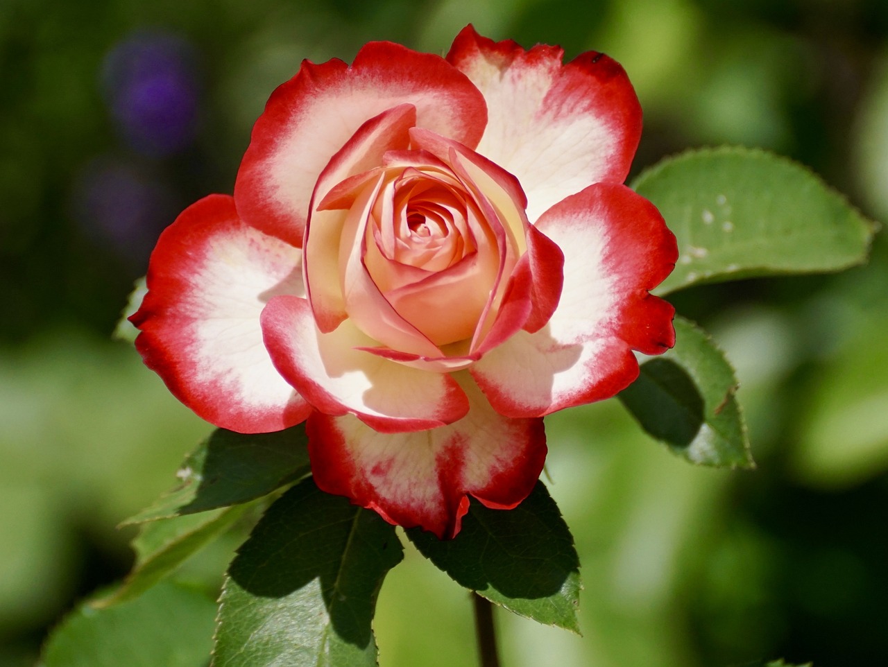 ¿Cuáles son las principales diferencias entre un rosal y una rosa?”