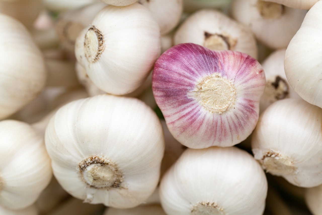 ¿Cuáles son los Mejores Momentos para Plantar Bulbos de Gladiolos?