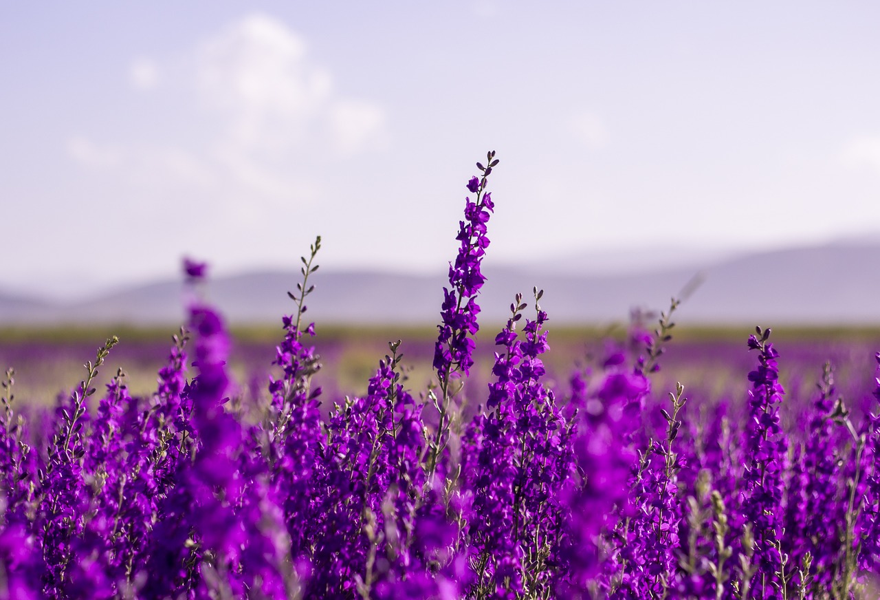 ¿Cuáles son los significados simbólicos de un ramo de lavanda?