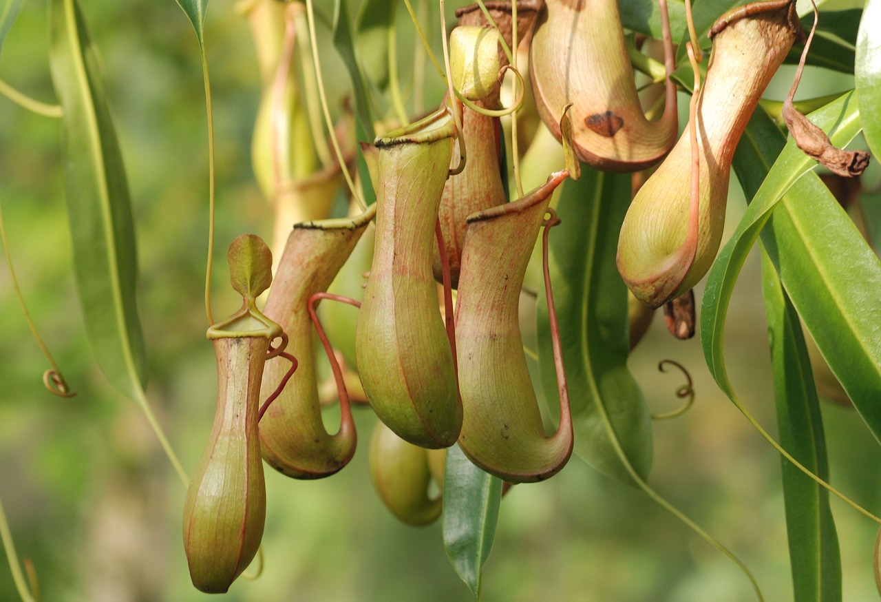 ¿Cuándo Florecen las Plantas Carnívoras?