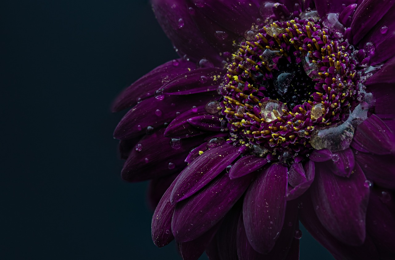 ¿Cuánto cuestan las gerberas?