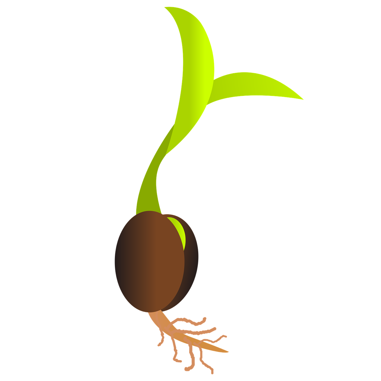 ¿Cuánto Tiempo Demora la Germinación de la Semilla de Stevia?”