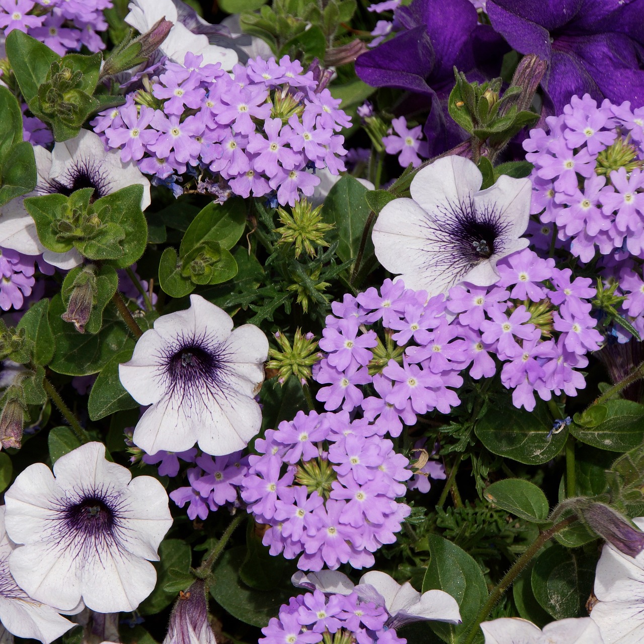 ¿Cuánto tiempo dura una verbena?