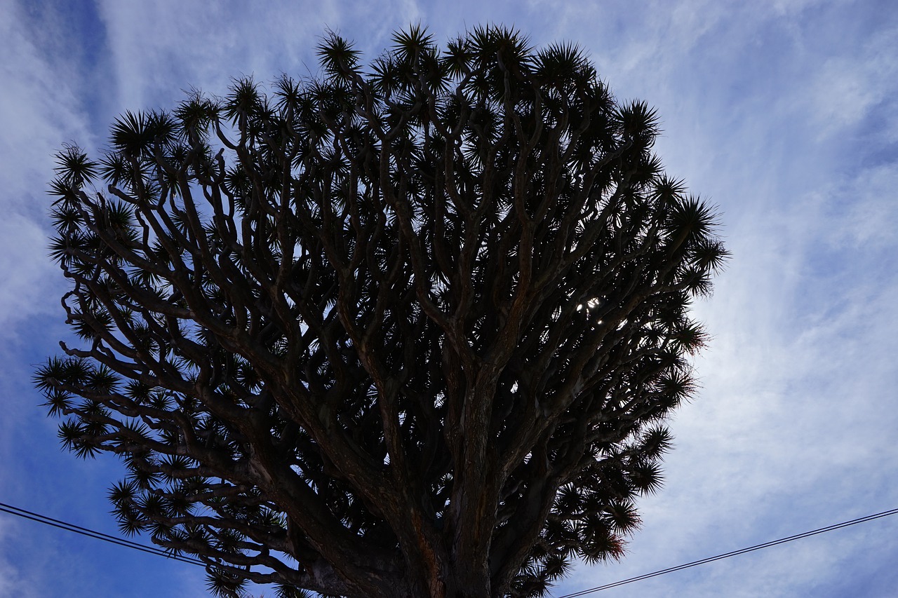 ¿Cuánto Tiempo Puede Vivir una Dracaena?