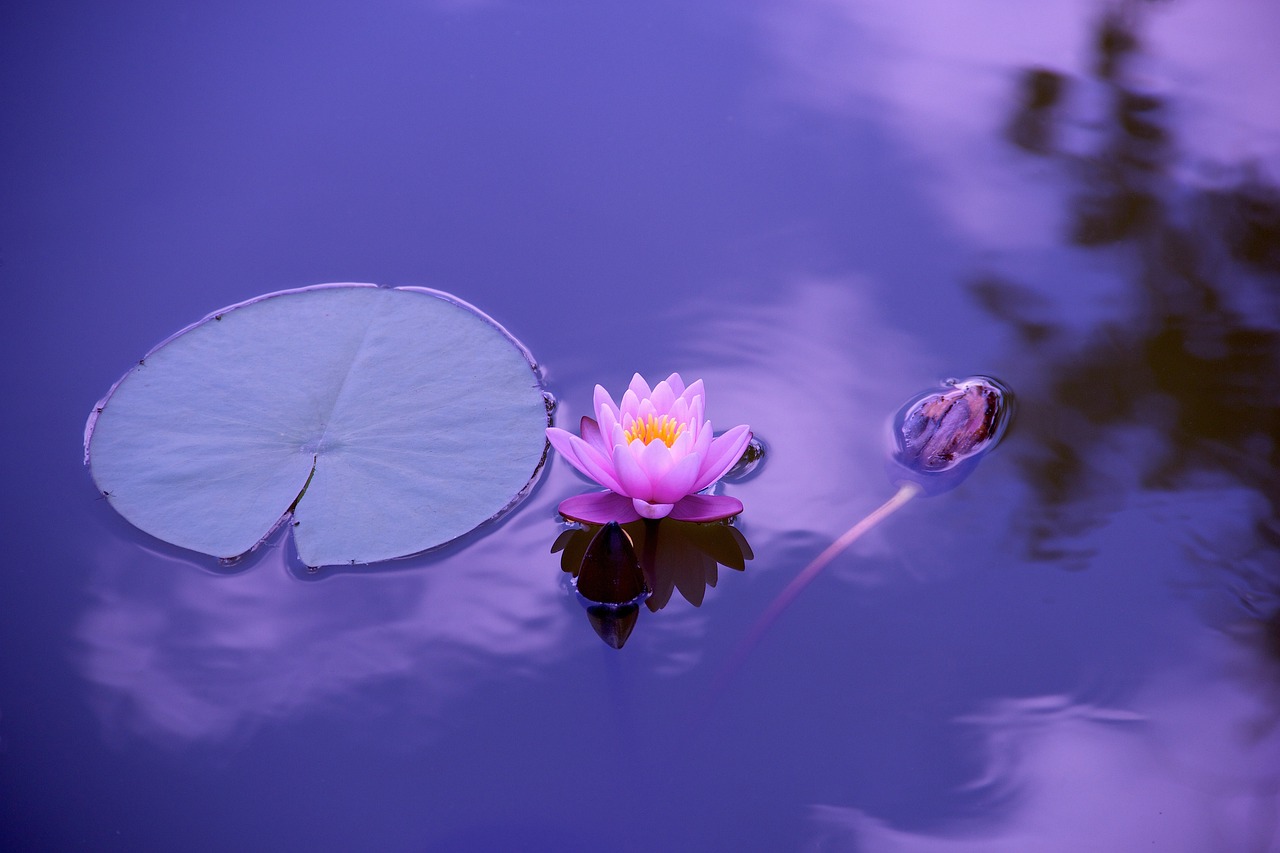 Las flores de color morado: ¿Cuáles son?