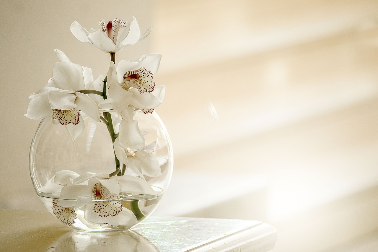 Consejos para comprar una orquídea: ¿Qué considerar?