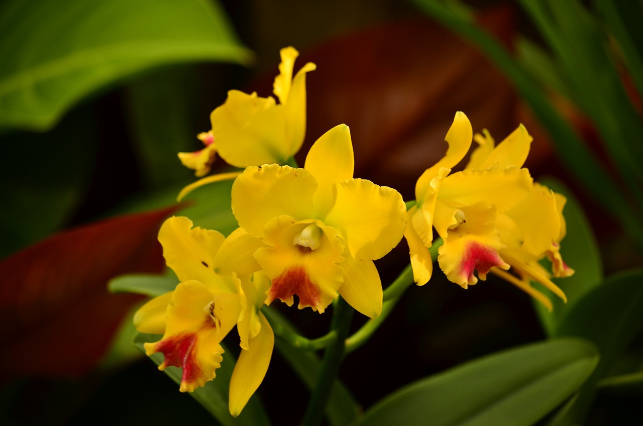 Consejos para cultivar Cymbidiums con éxito