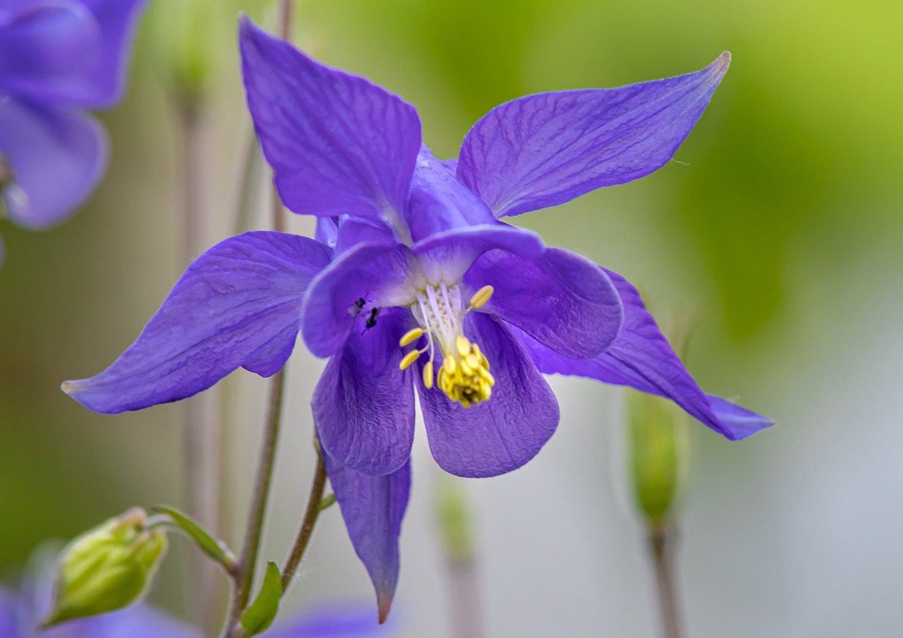 Consejos para Plantar Aquilegias en tu Jardín
