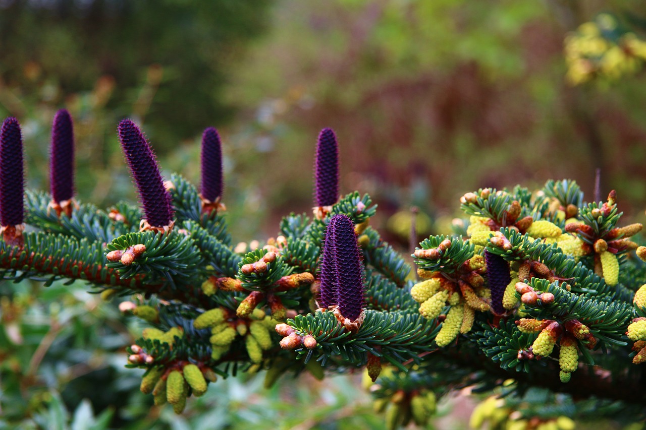 ¿Cuál es el Verdadero Valor de un Árbol de Navidad Natural?”