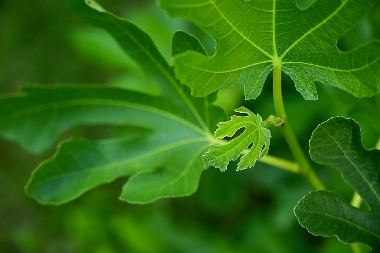 ¿Cuál es la Variedad de Higuera Perfecta para Tu Jardín?