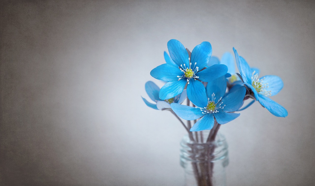 ¿Cuánto duran las floraciones de la Cala?