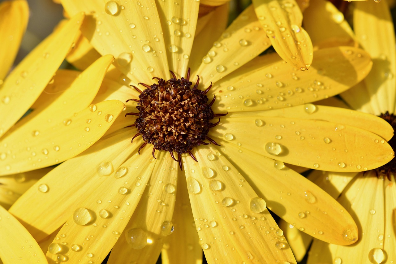 ¿Cuánto Tiempo dura la Floración de las Zinnias?