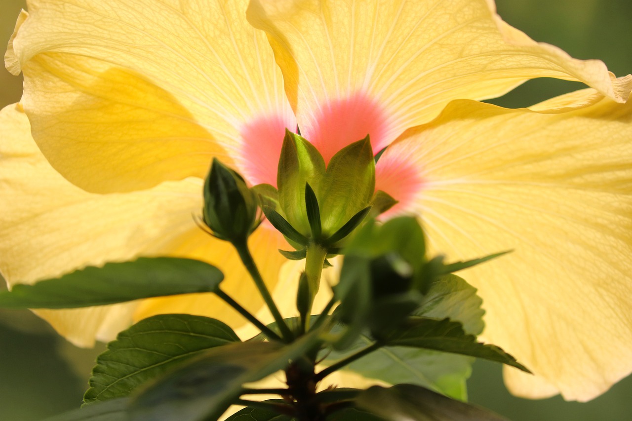 ¿Cuánto Tiempo Perdura la Flor del Hibisco?