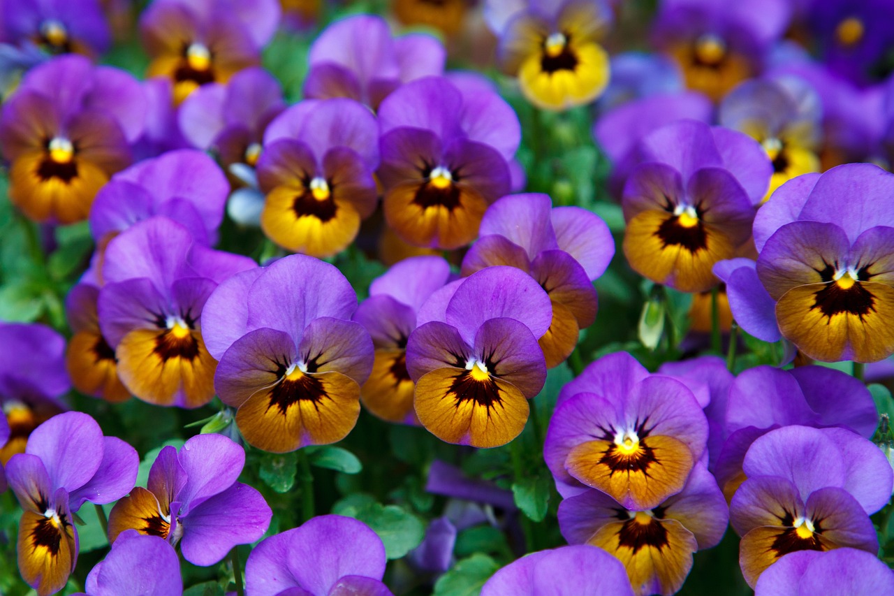 ¿Cuánto Tiempo Permanece Viva la Flor de Pensamiento?”