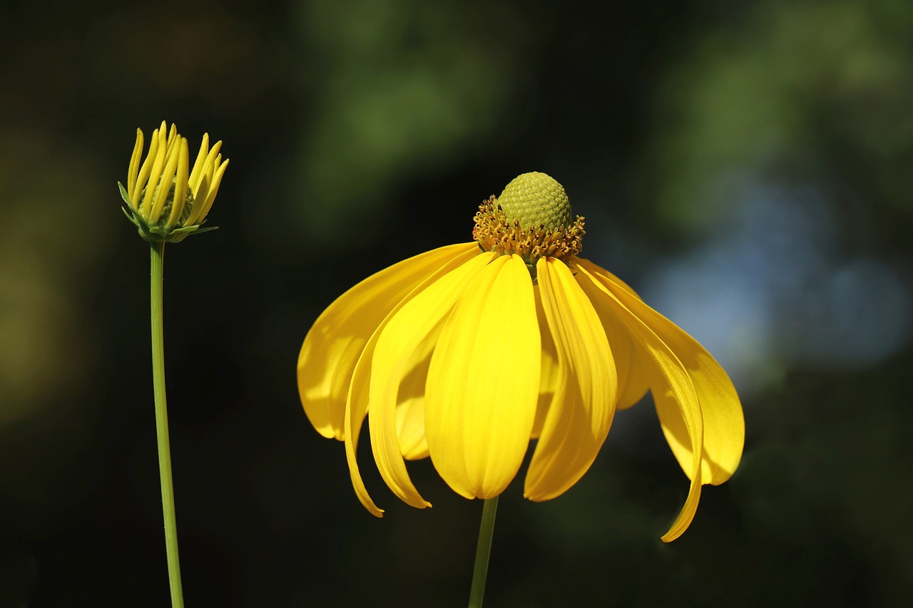 Cuidando la planta Rudbeckia: Consejos Útiles