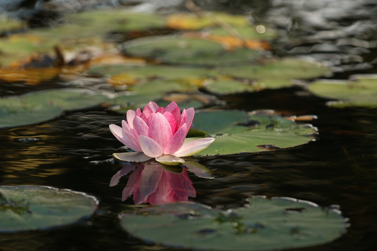 Descubriendo el mundo de la flor de loto