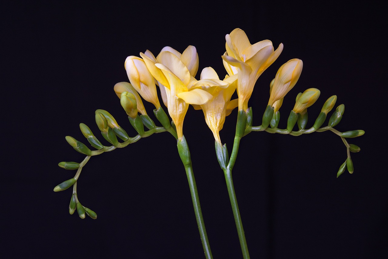 Descubriendo el Suave Aroma de las Fresias