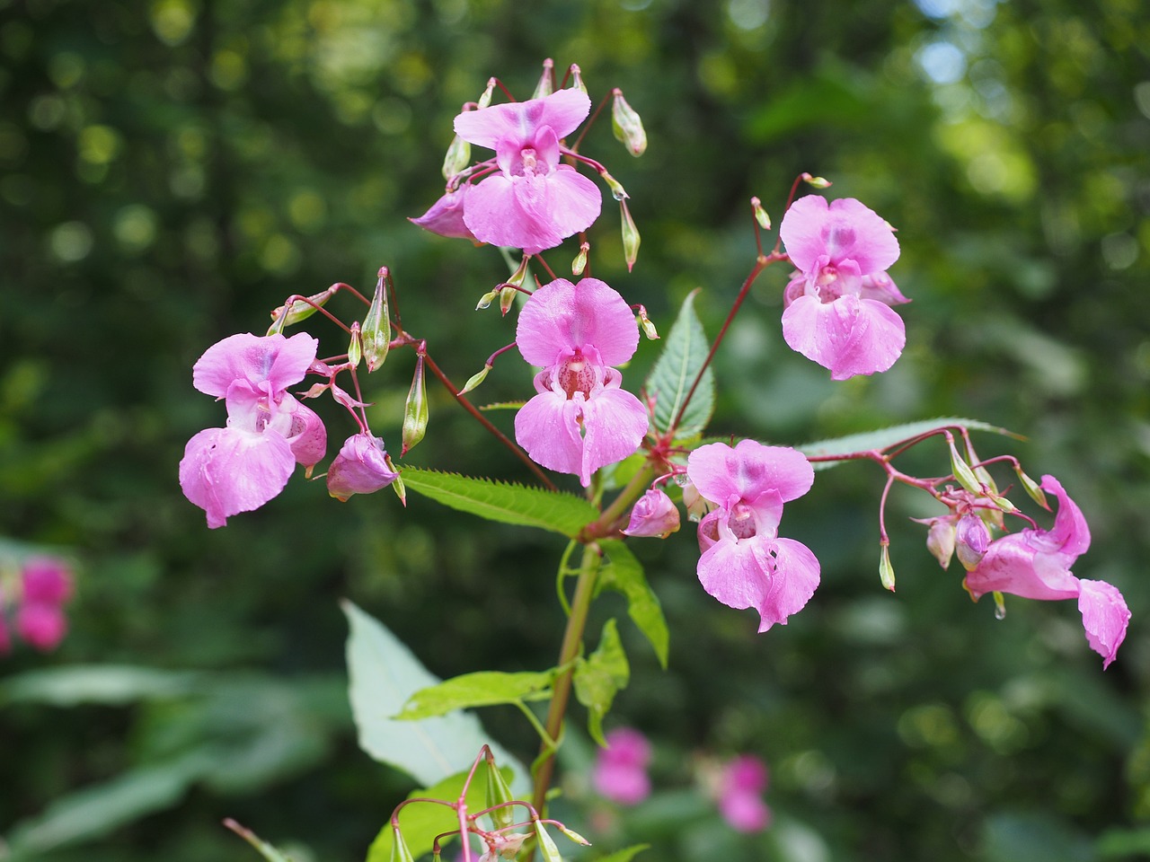 Los beneficios de la balsamina: ¿qué nos ofrece?