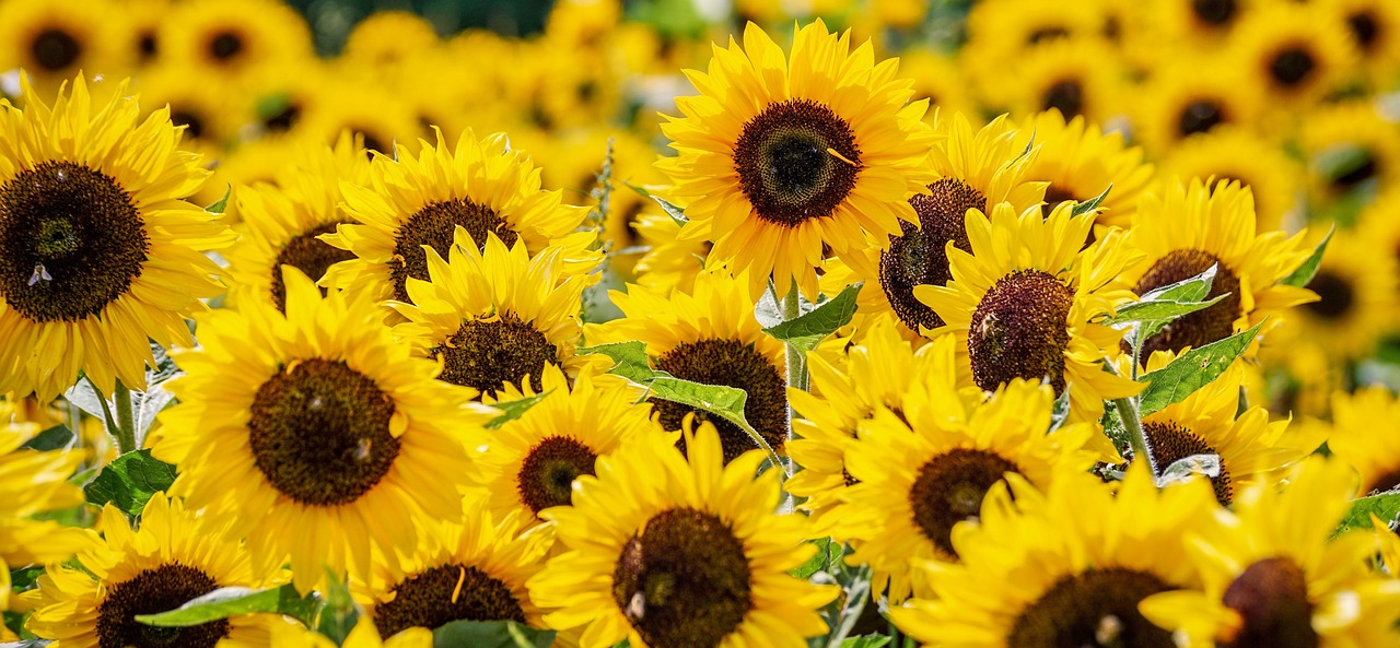 ¿Cómo cultivar Girasoles en tu Jardín?