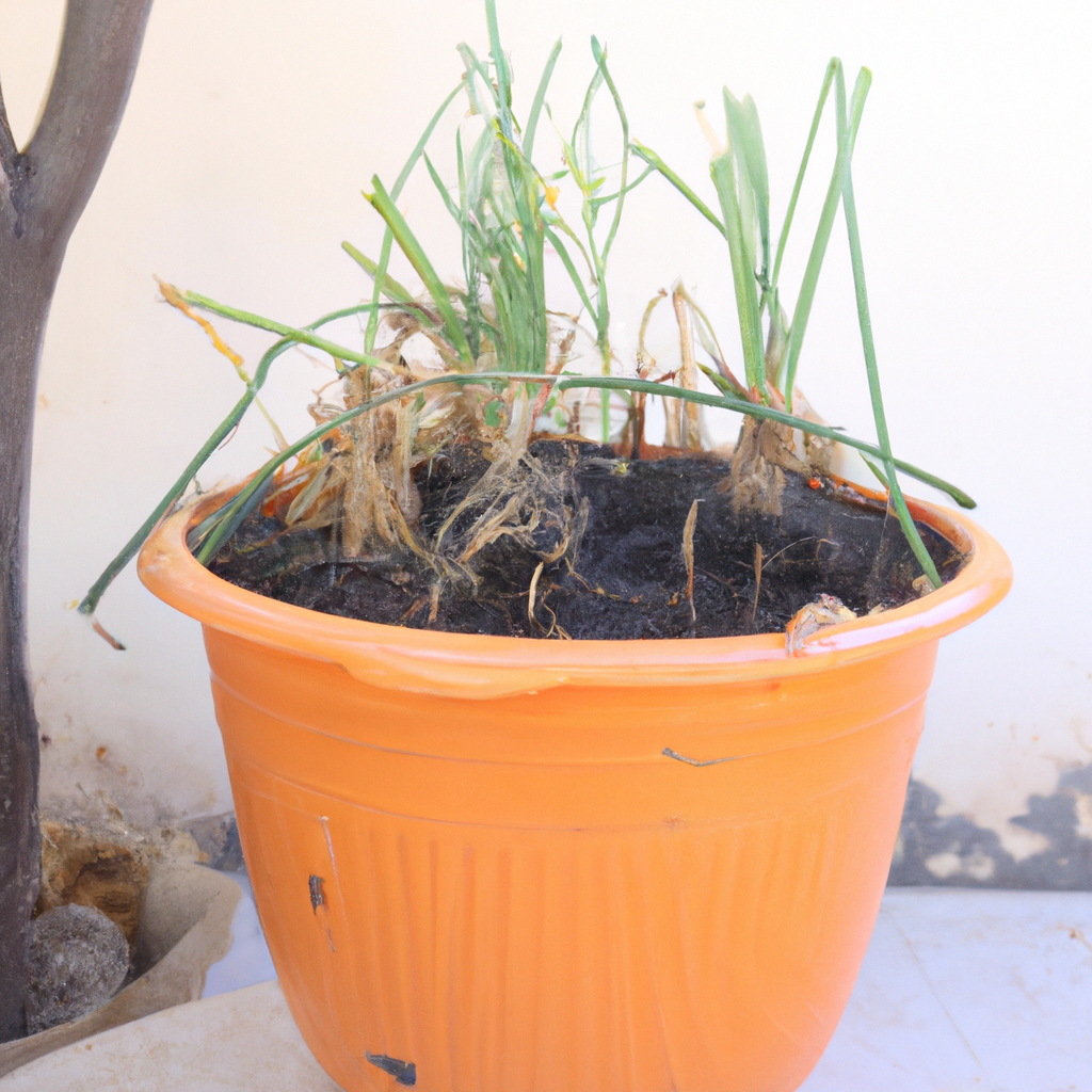 ¿Cómo plantar berros en maceta para lograr un mejor crecimiento?