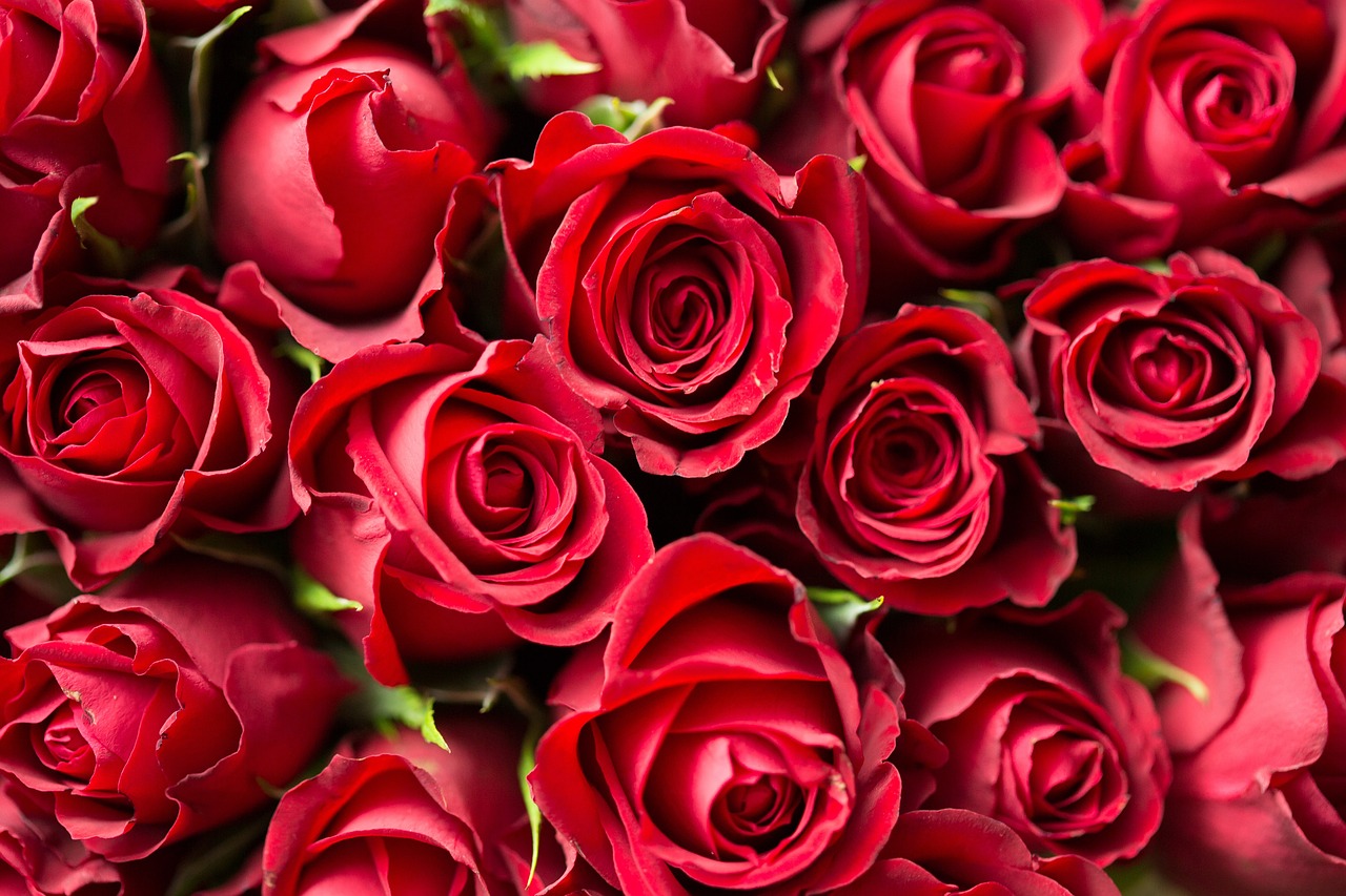 ¿Cuáles son los significados ocultos de regalar un ramo de 3 rosas?