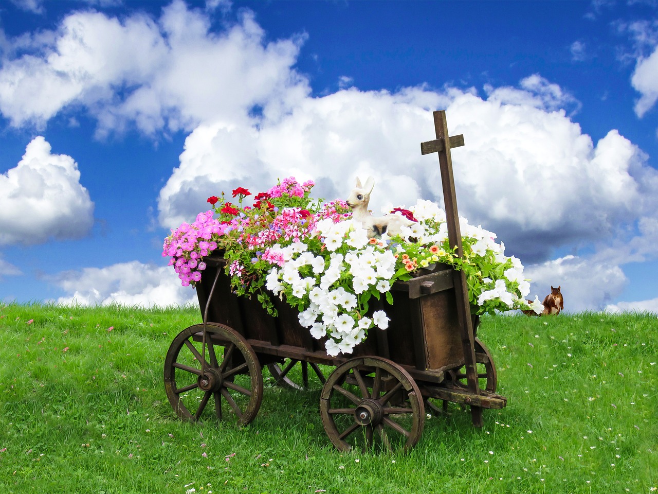 ¿Cuántas Estaciones Necesitan las Petunias para Florecer?