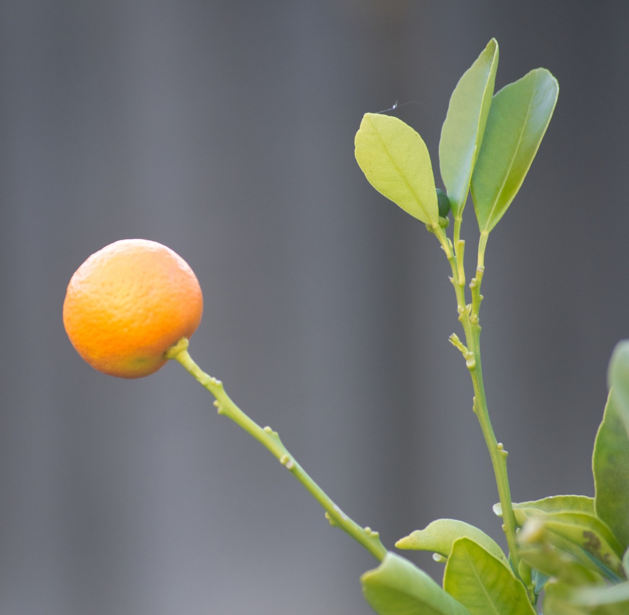 ¿Cuántos meses toma el kumquat para dar frutos?