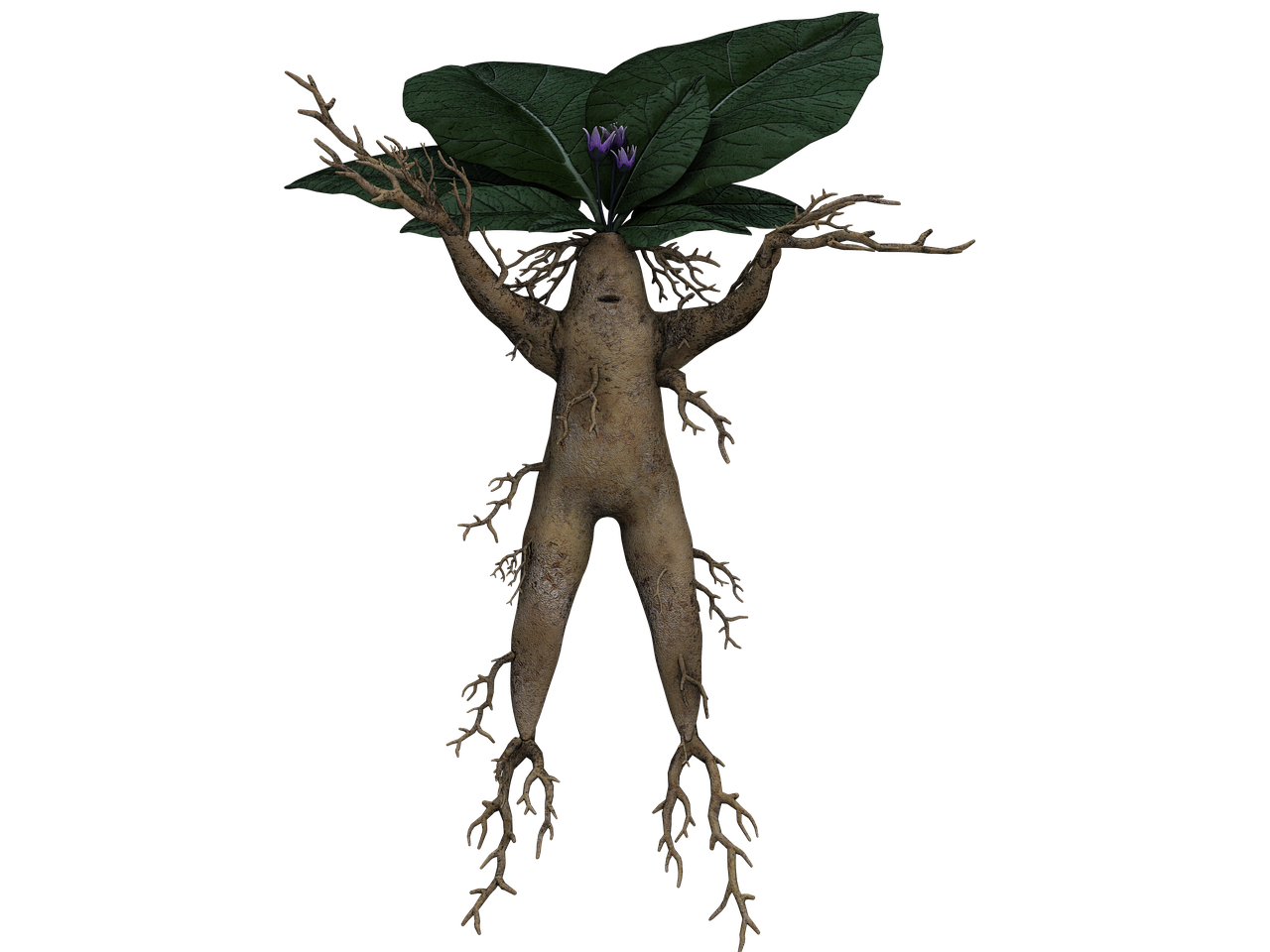 ¿Dónde encontrar la misteriosa planta mandrágora?