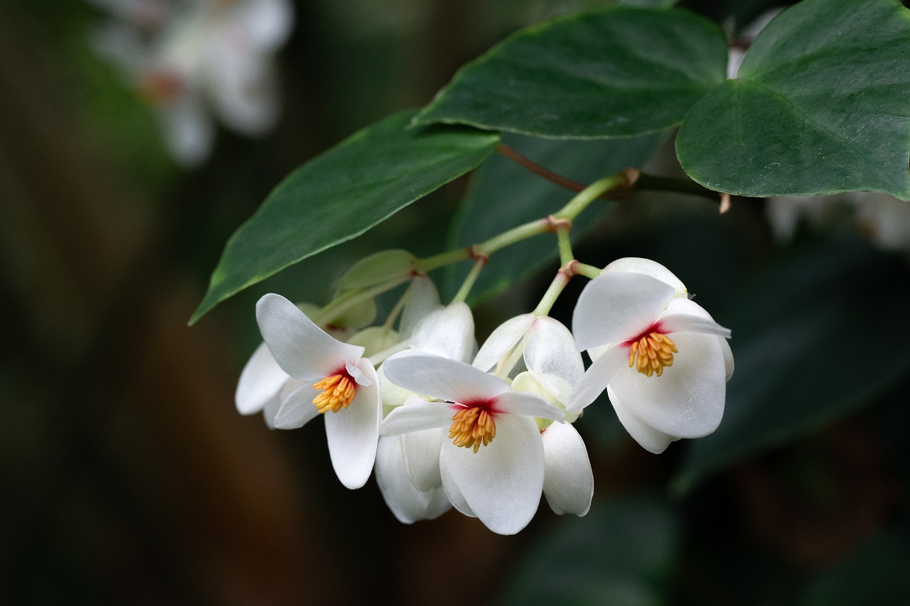¿Cómo cultivar begonias en el jardín?