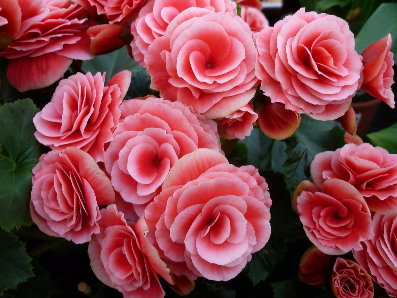 Cómo colocar una begonia en tu hogar
