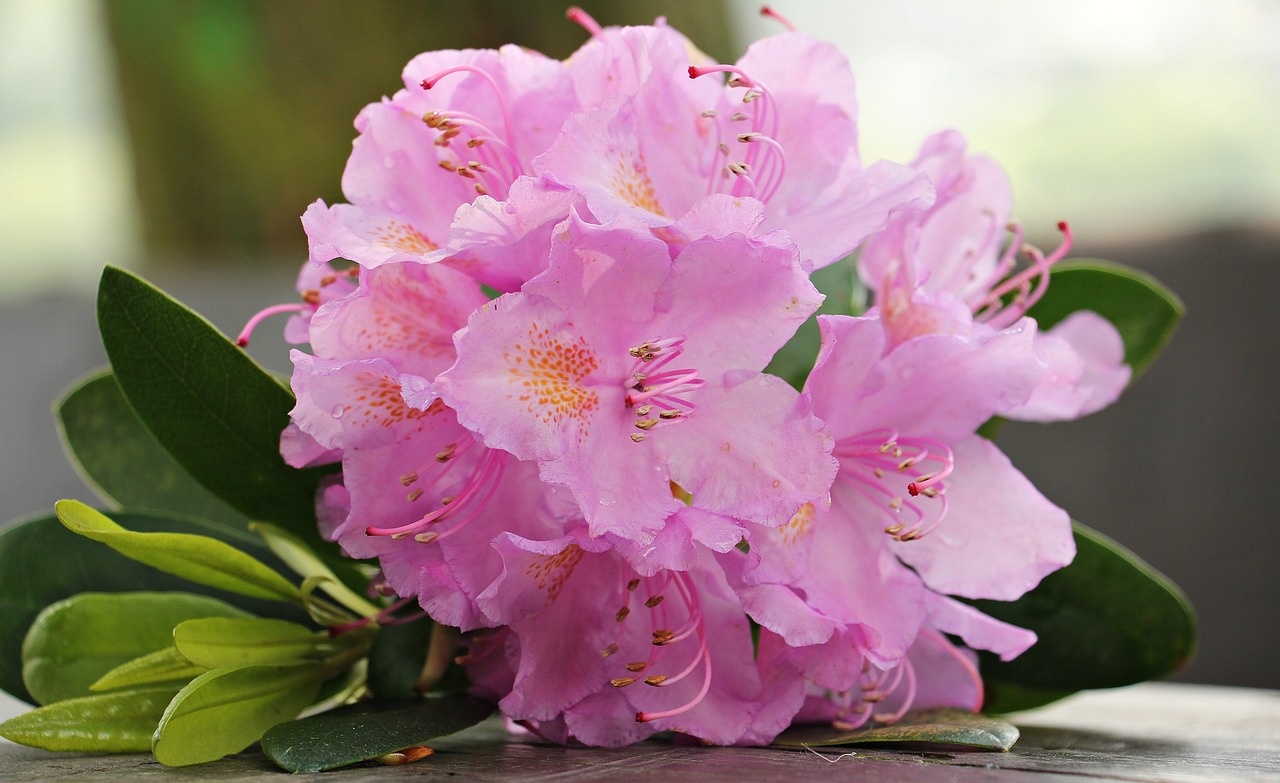 Cómo elegir el lugar perfecto para tu azalea