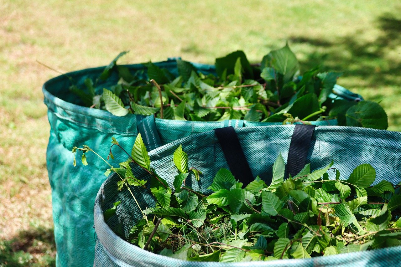 Cómo y Cuándo Plantar Esquejes de Claveles