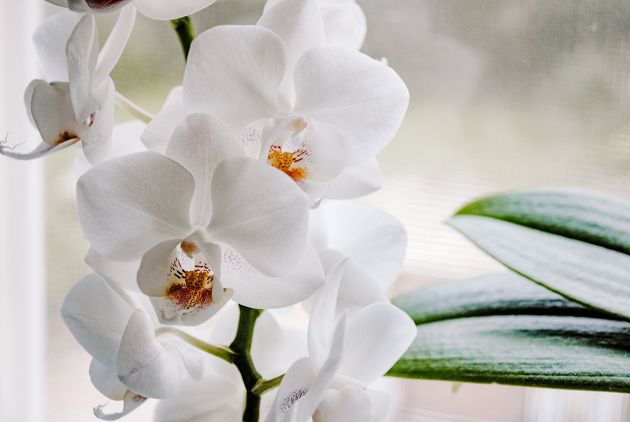 Consejos para el cuidado de una orquídea Paphiopedilum