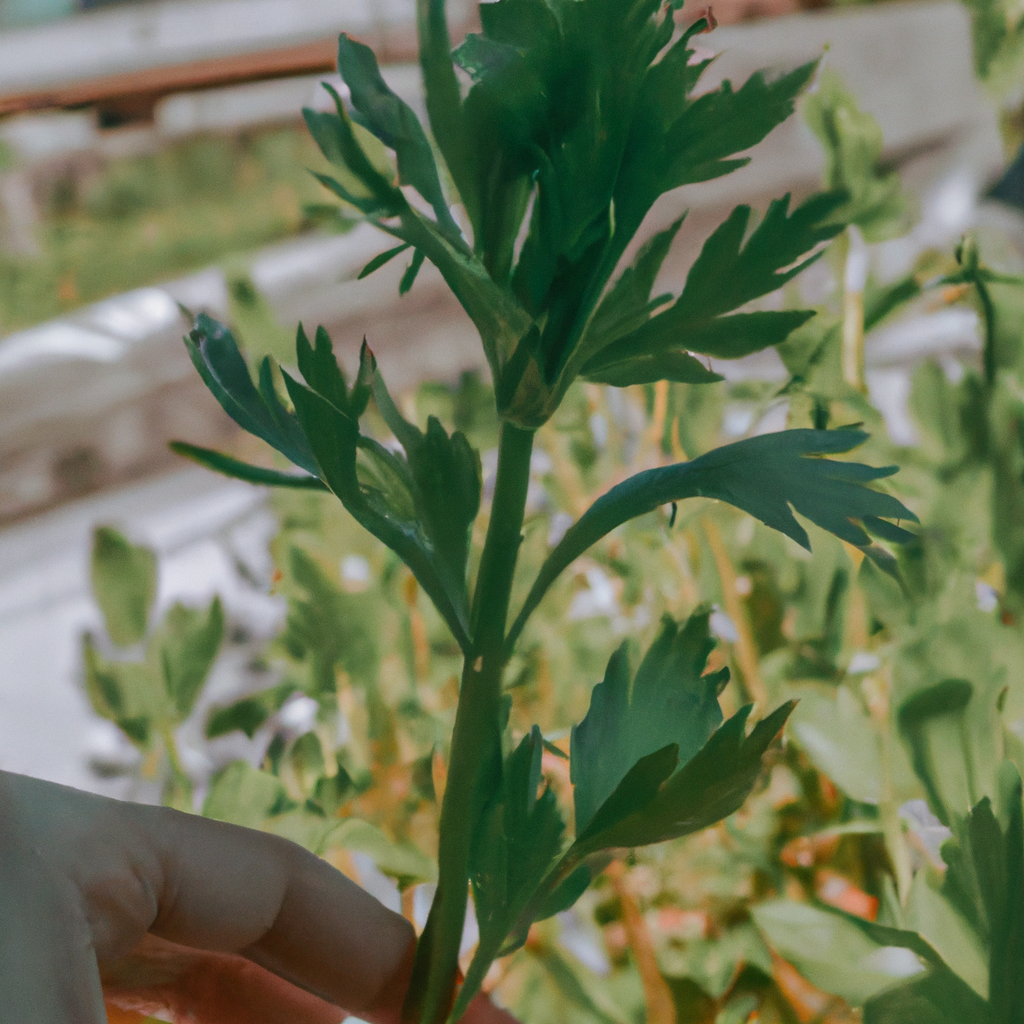 Usos medicinales del culantro: ¿Qué beneficios nos ofrece?