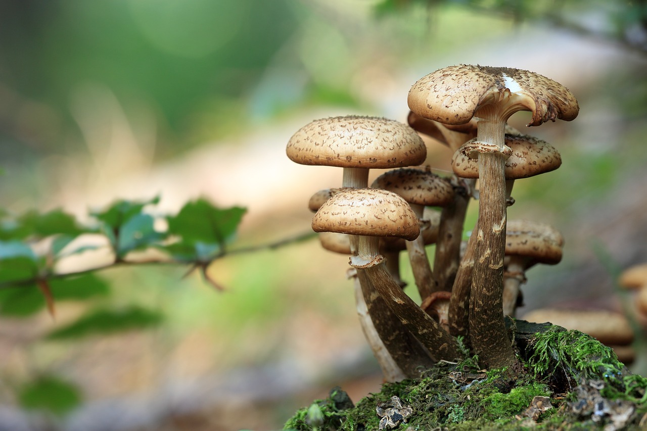 Cómo elegir la mejor esponja para flores naturales