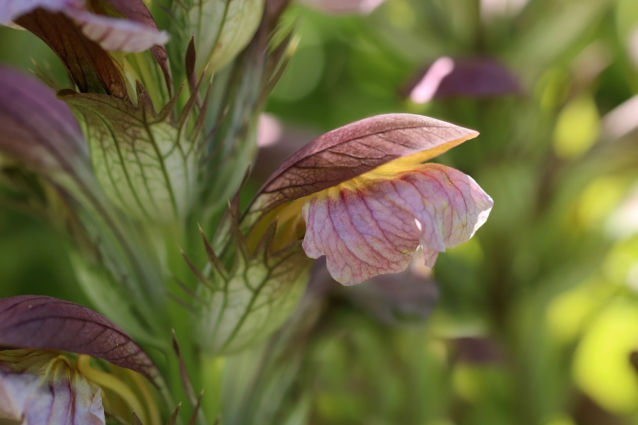 ¿A qué edad florece Acanthus?