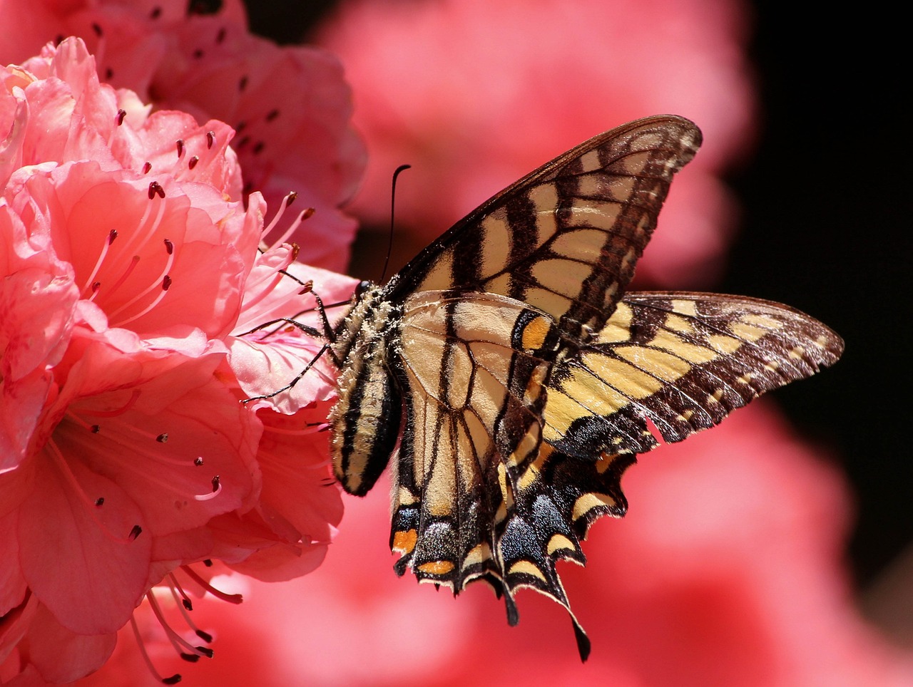 Cómo cuidar las azaleas: ¿Dónde ubicarlas?