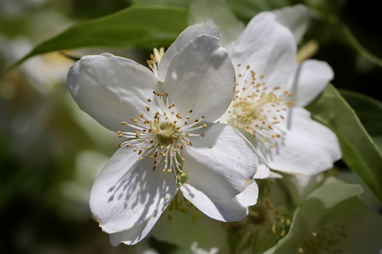 ¿Cómo identificar el jazmín? Una guía para conocer la flor