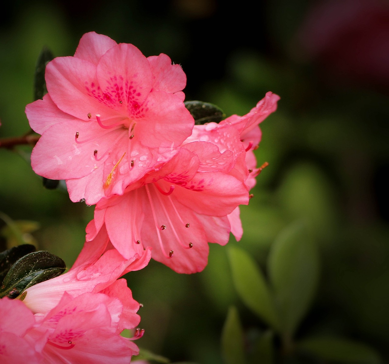 Consejos para elegir el lugar ideal para plantar azaleas