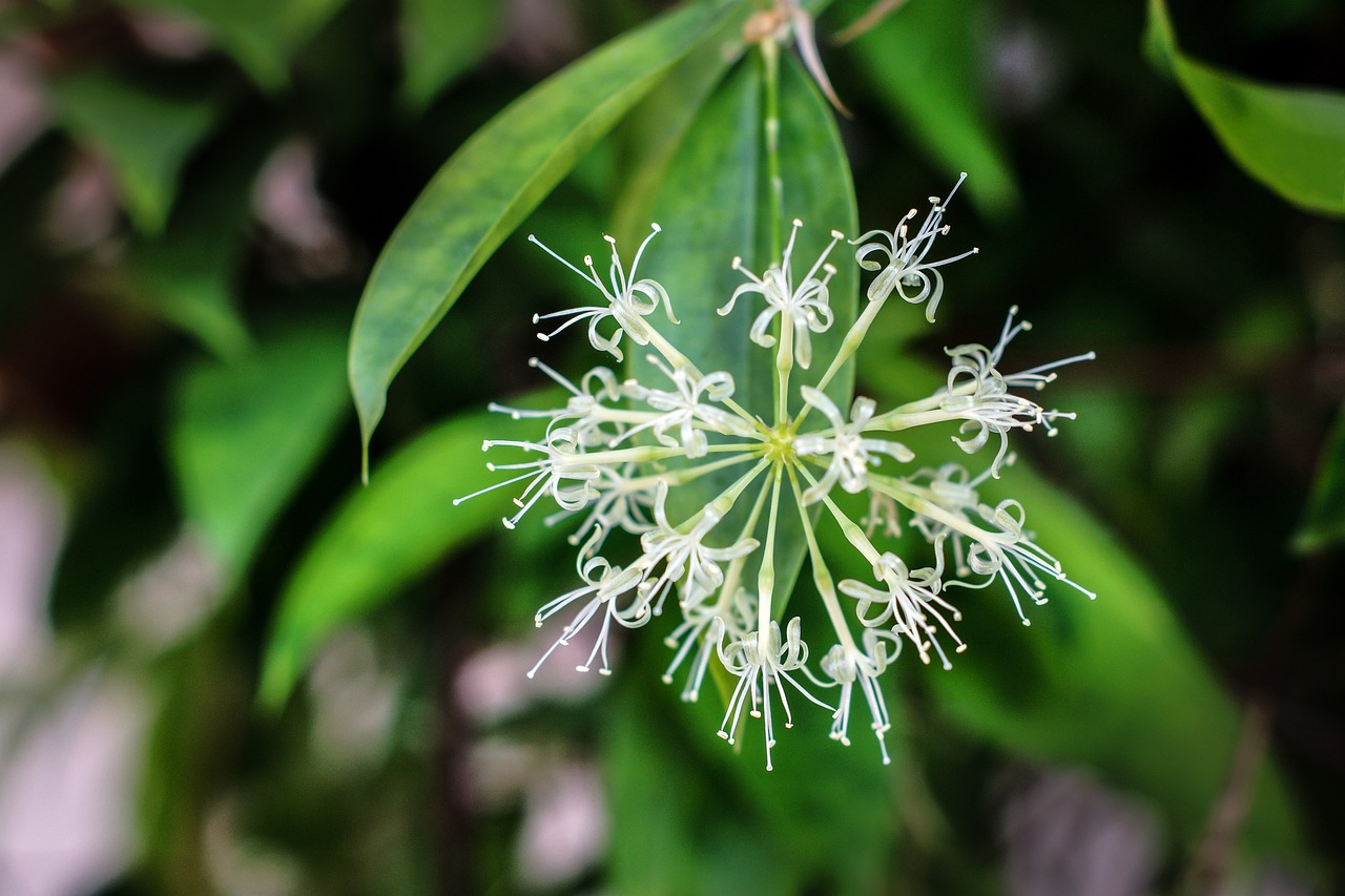 Cuidado de la planta Dracaena: Consejos para su mantenimiento