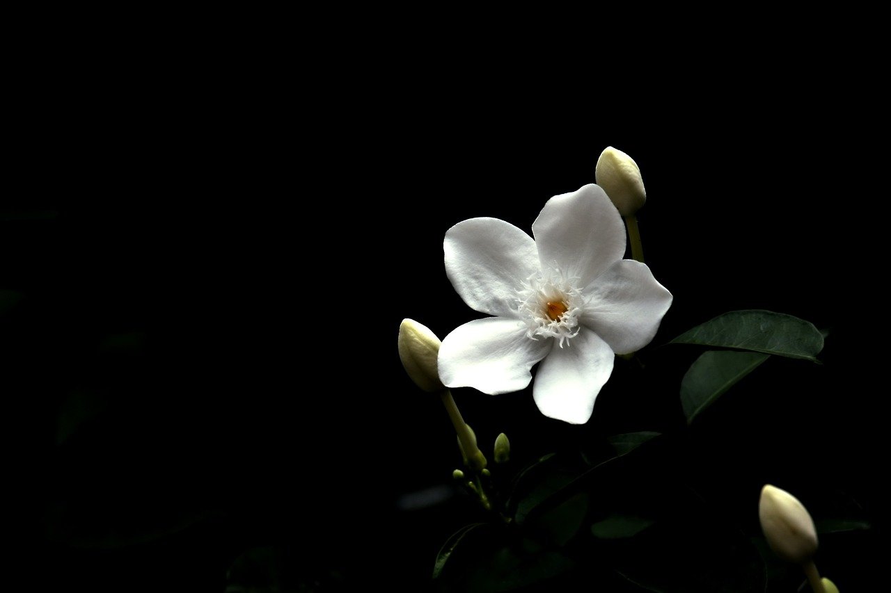 Descubriendo el Significado de la Flor Jazmín