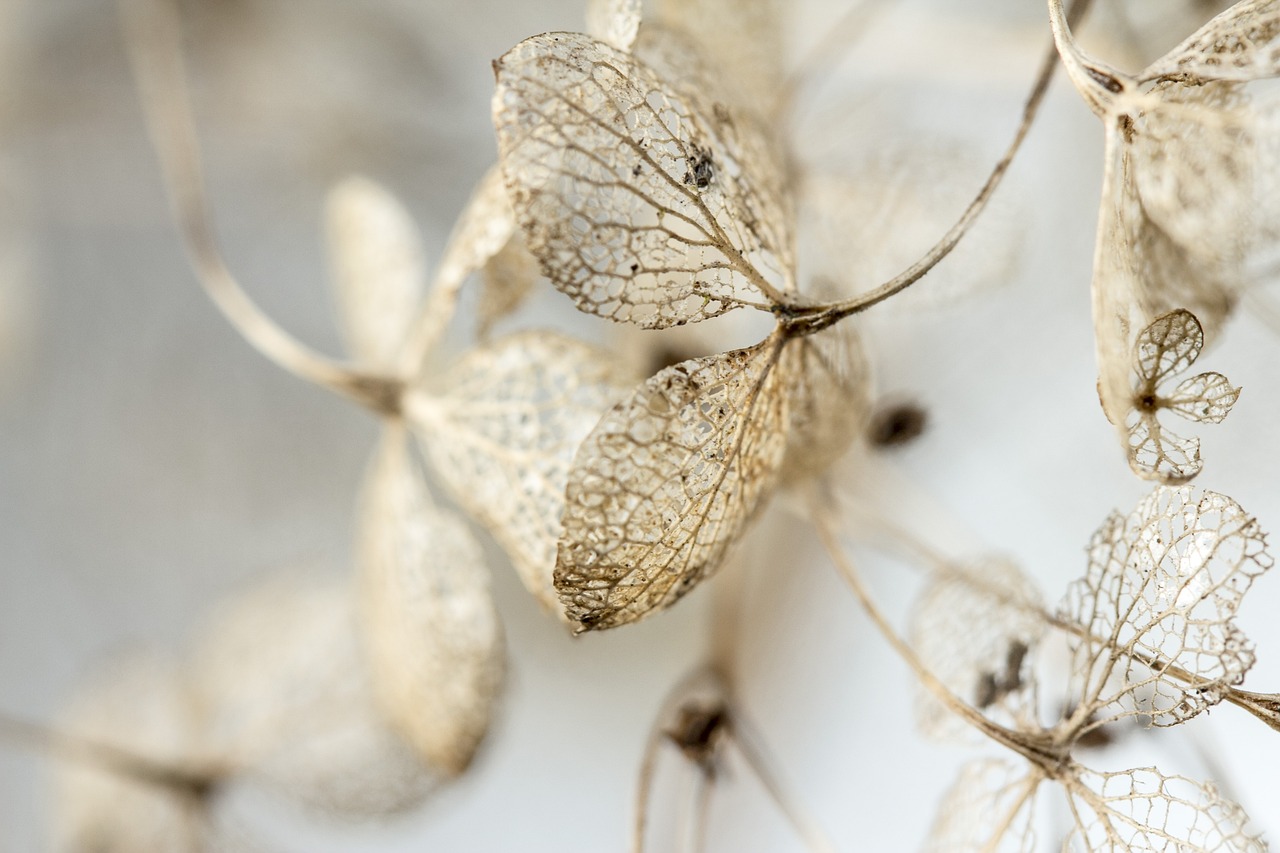 ¿Qué simboliza la hortensia en el lenguaje de las flores?