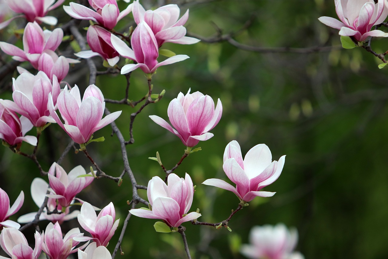 ¿A qué época del año corresponde la floración del naranjo?