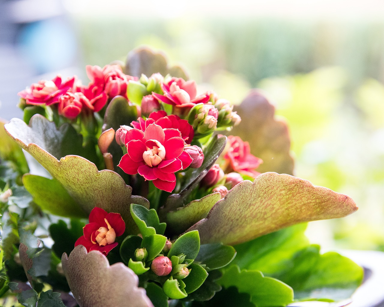 Cómo colocar un Kalanchoe para decorar tu hogar